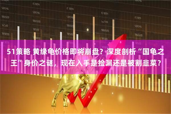 51策略 黄缘龟价格即将崩盘？深度剖析“国龟之王”身价之谜，现在入手是捡漏还是被割韭菜？
